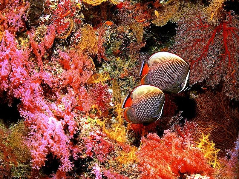 Aquatique - 065